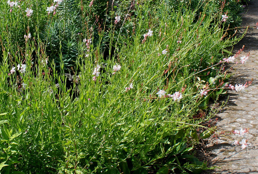 Изображение особи Gaura lindheimeri.