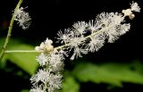Cimicifuga simplex. Соцветия. Германия, г. Дюссельдорф, Ботанический сад университета. 03.07.2014.