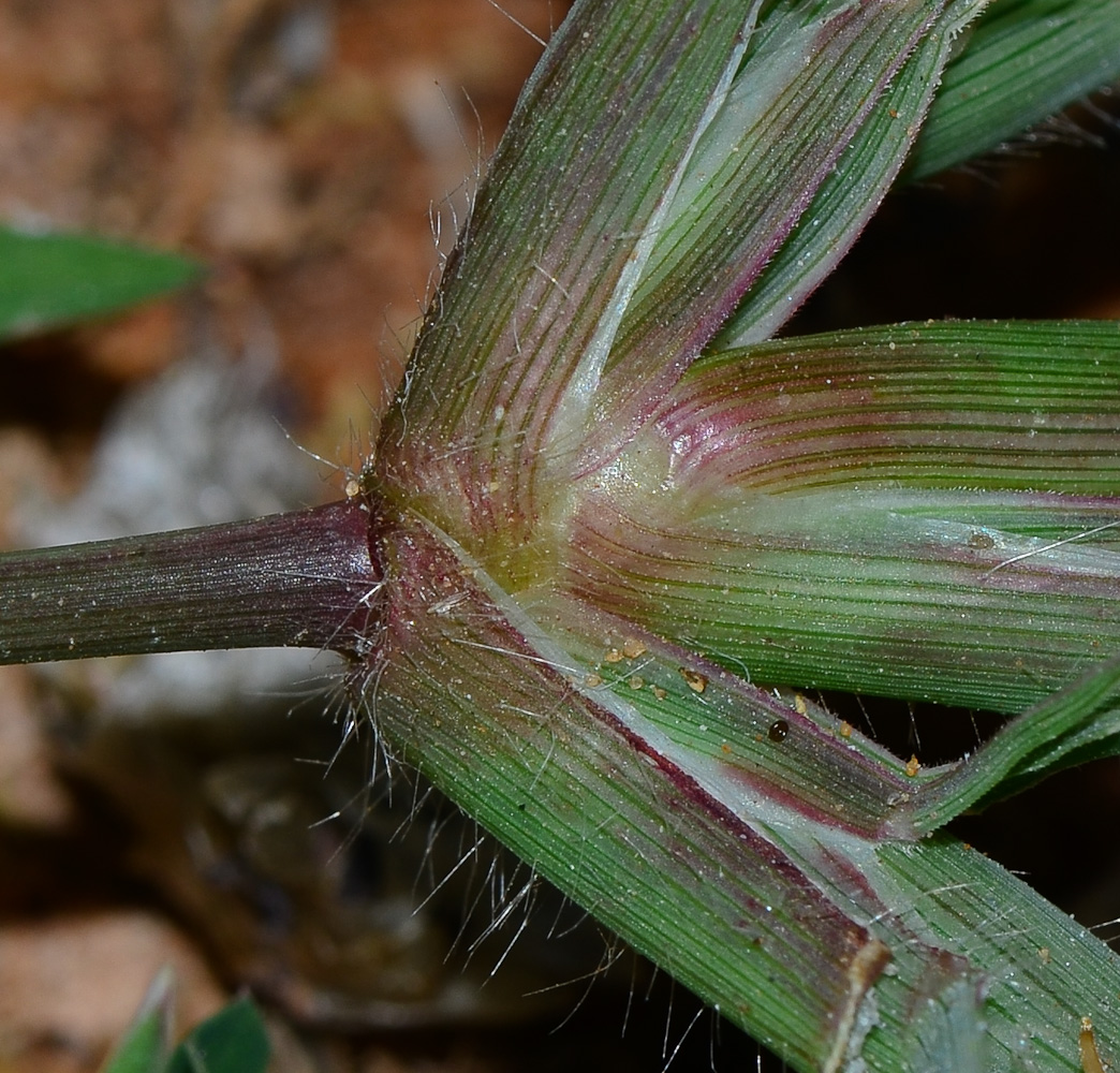 Изображение особи Dactyloctenium aegyptium.