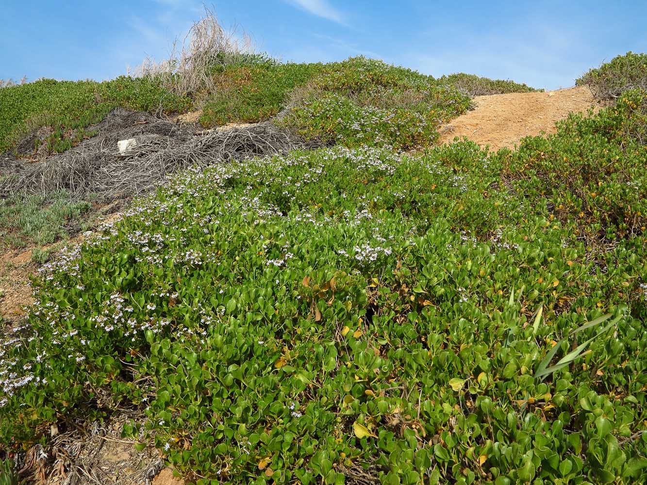 Изображение особи Scaevola crassifolia.