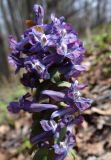Corydalis solida