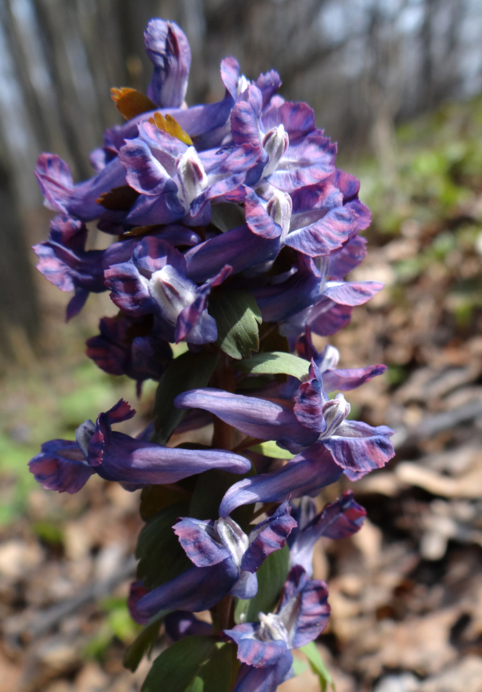 Image of Corydalis solida specimen.