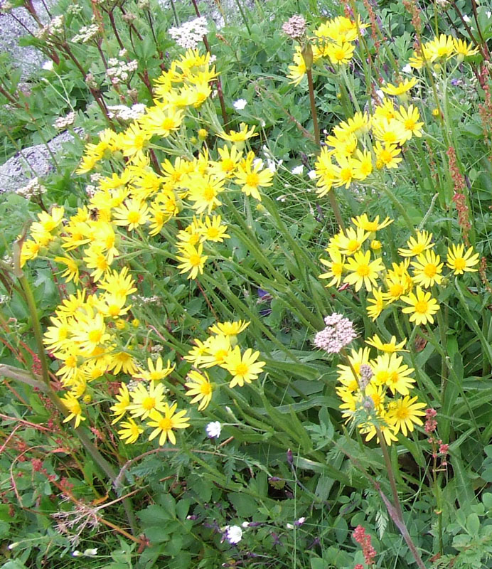 Image of Tephroseris integrifolia specimen.