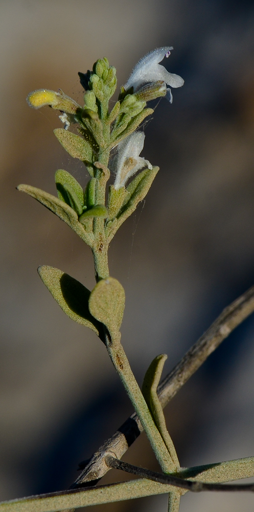 Image of Micromeria fruticosa specimen.