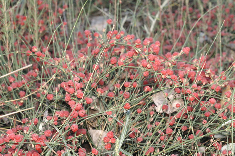 Image of Ephedra distachya specimen.