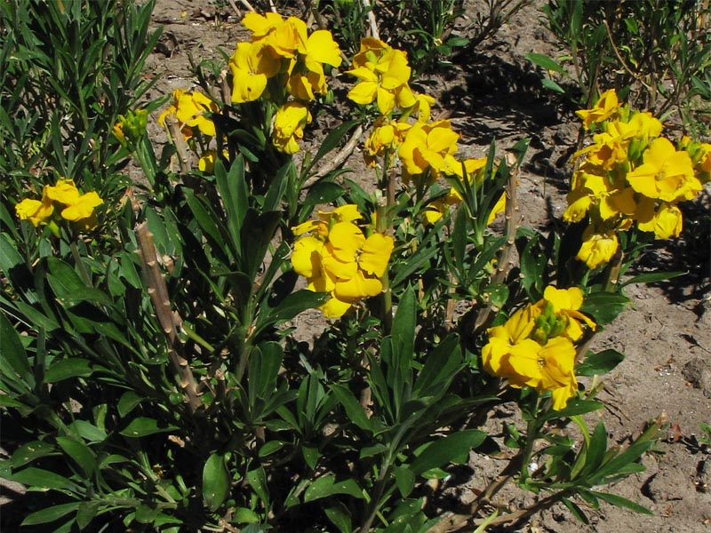 Image of Cheiranthus cheiri specimen.