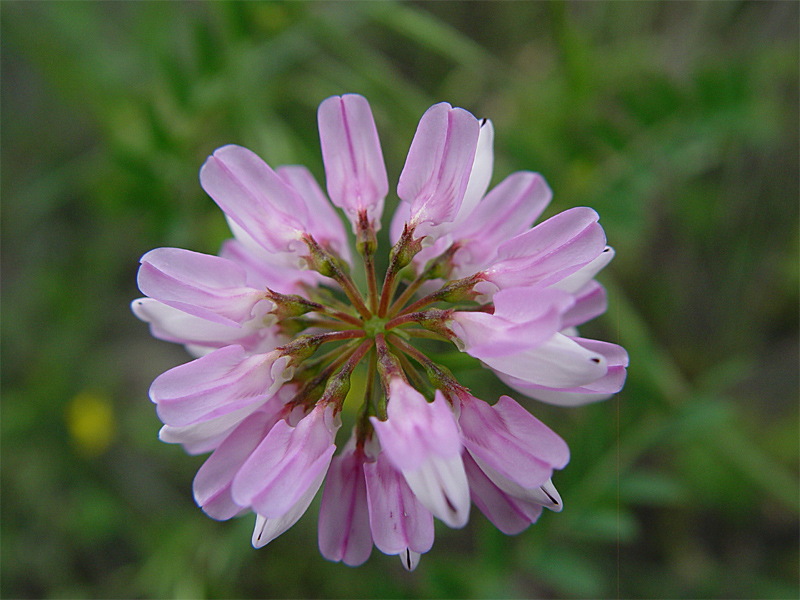 Image of Securigera varia specimen.