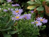 Aster spathulifolius