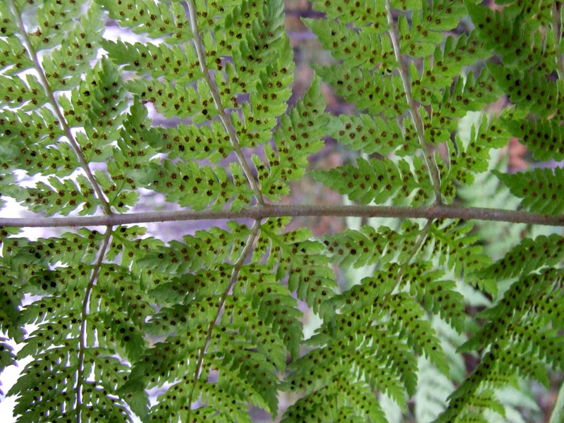 Image of Dryopteris assimilis specimen.
