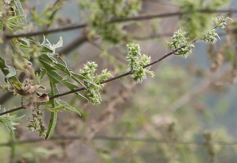 Image of Urtica cannabina specimen.