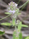 Thymus marschallianus. Соцветие. Белгородская обл., окр. пос. Борисовка, Острасьев яр. 30.06.2009.