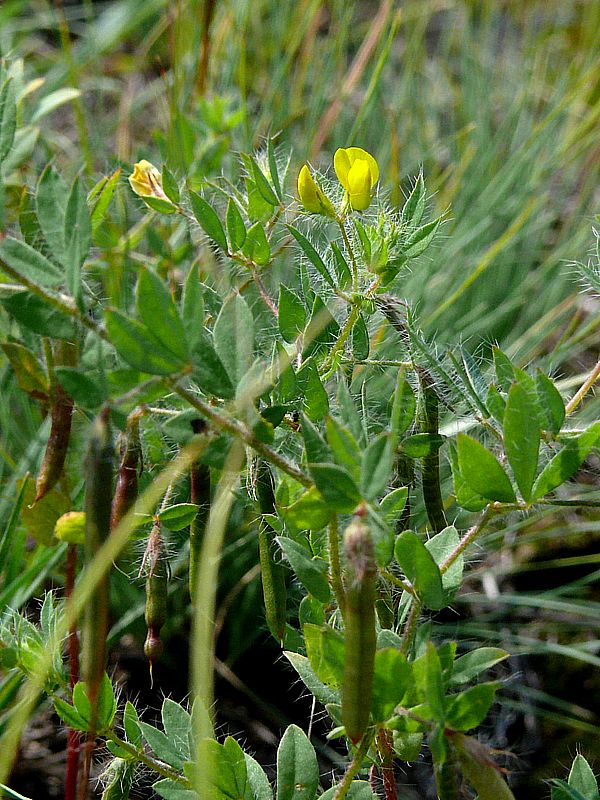 Image of Lotus praetermissus specimen.