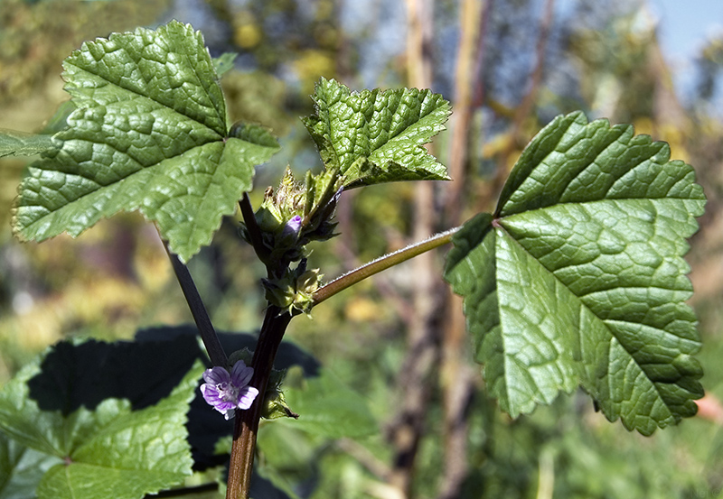 Image of Malva verticillata var. neuroloma specimen.