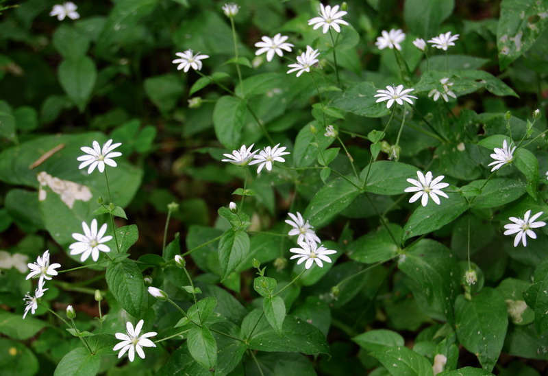 Image of Stellaria bungeana specimen.