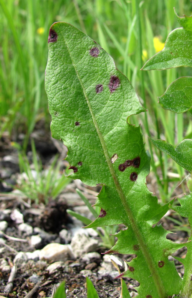 Image of Taraxacum officinale specimen.