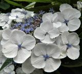 Hydrangea macrophylla подвид serrata. Соцветие. Германия, г. Мюнстер, уличное озеленение. Июль 2014 г.