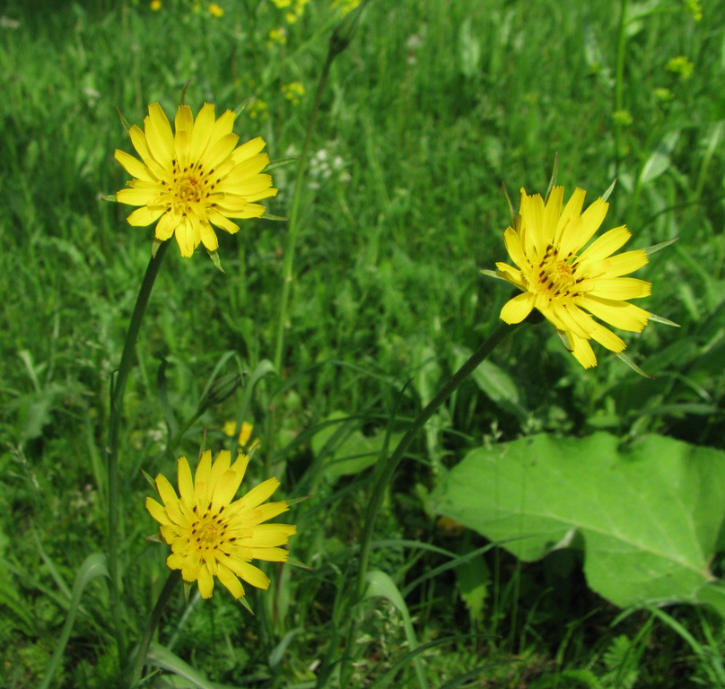 Изображение особи Tragopogon pratensis.