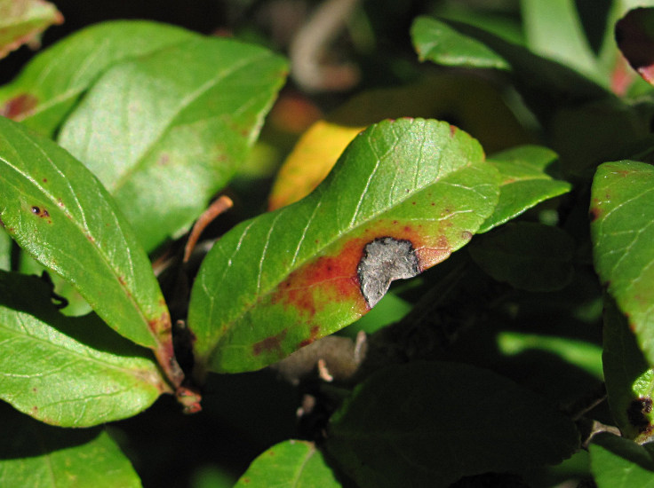 Image of Pyracantha coccinea specimen.