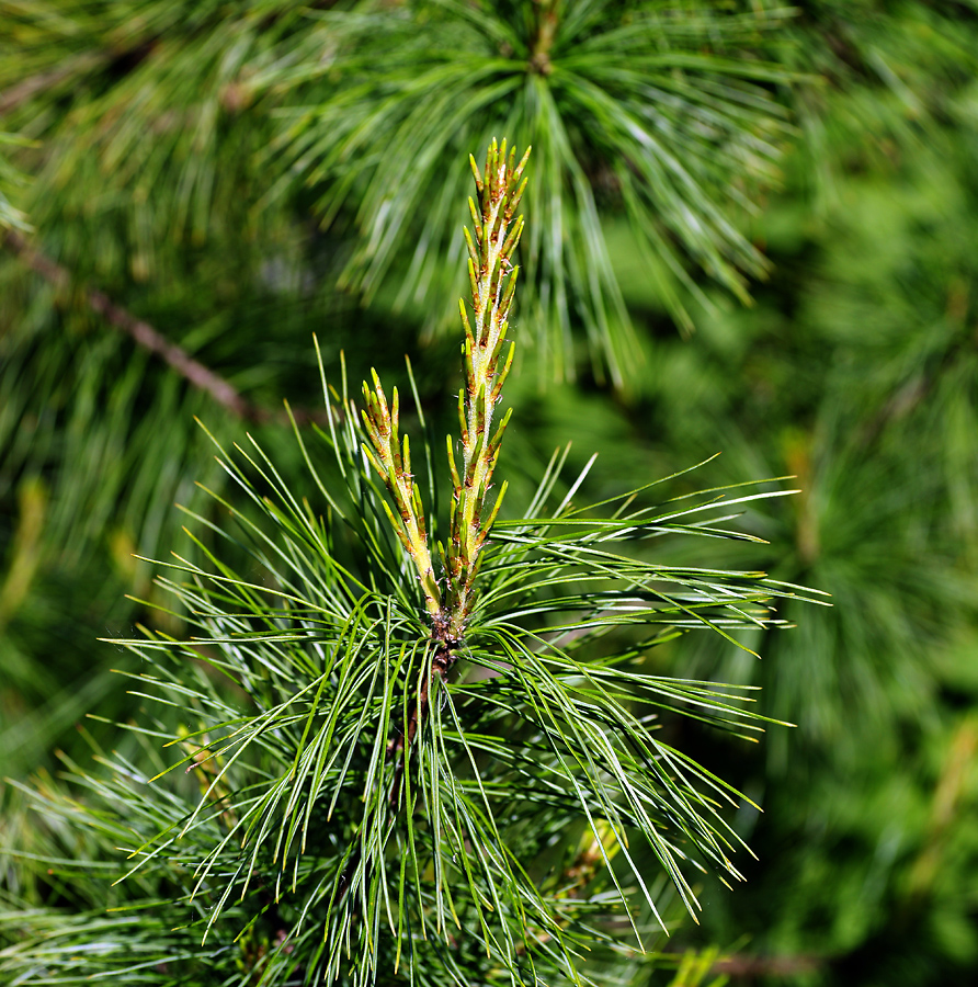 Image of Pinus sibirica specimen.