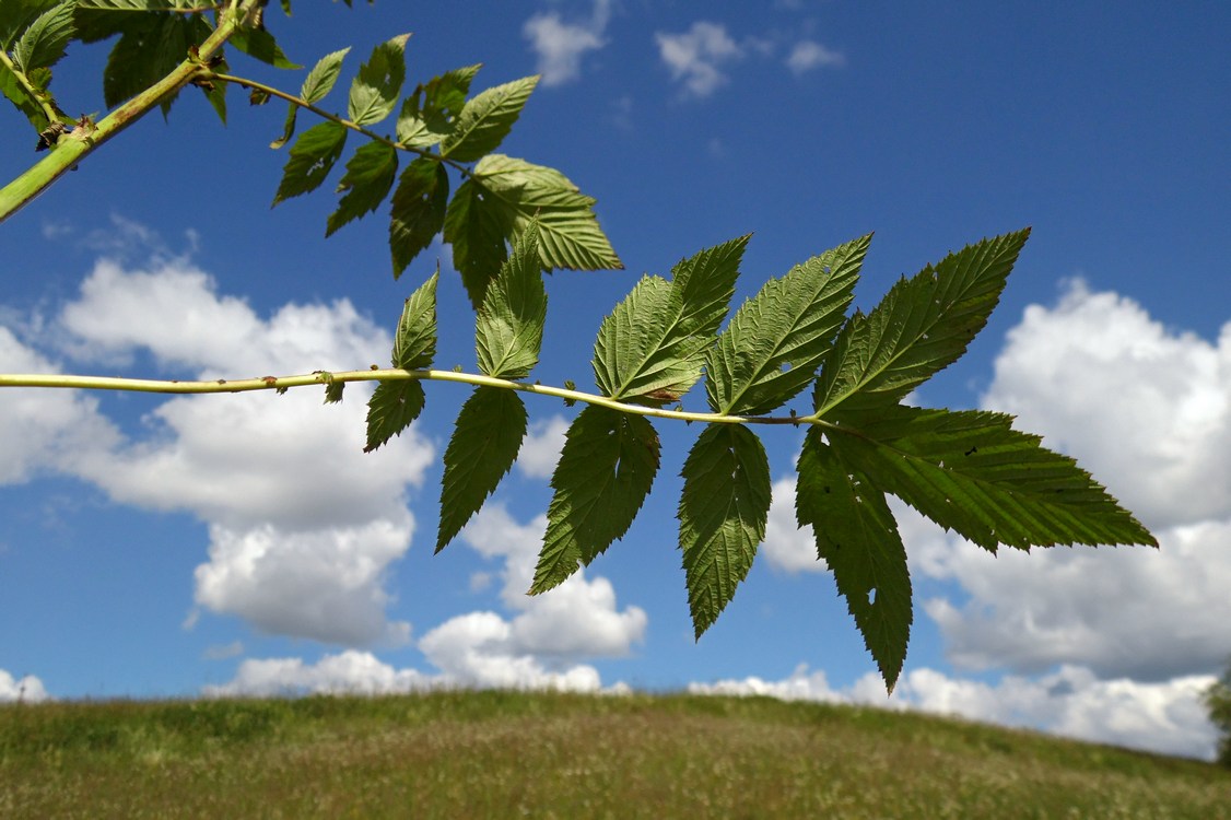 Image of Filipendula ulmaria ssp. denudata specimen.