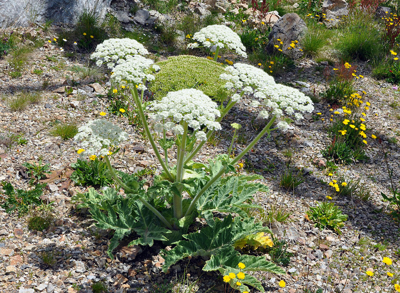 Изображение особи Heracleum leskovii.