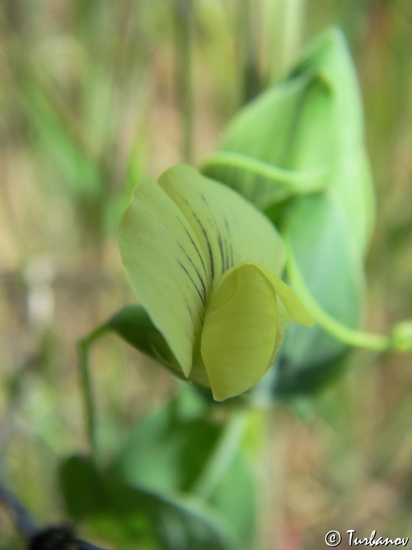 Изображение особи Lathyrus aphaca.