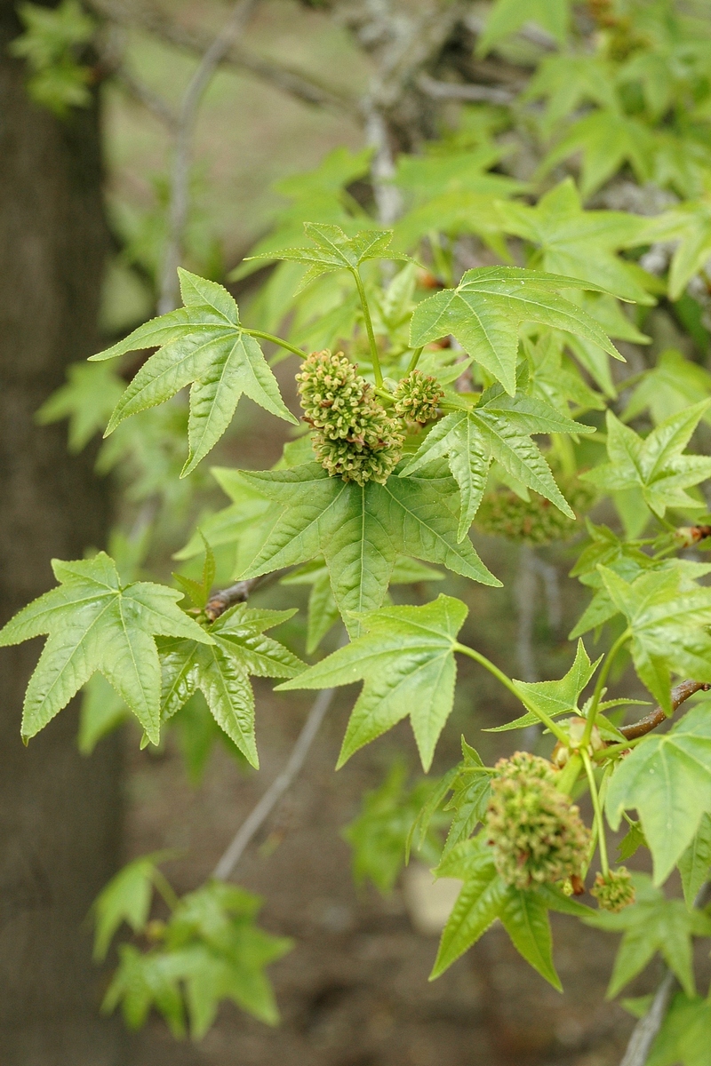 Изображение особи Liquidambar styraciflua.