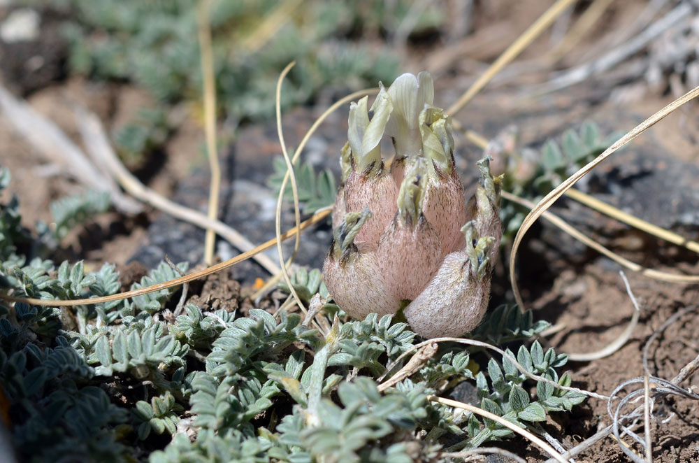 Image of Astragalus nivalis specimen.