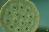 Nelumbo nucifera