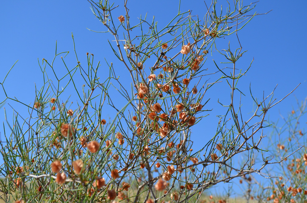 Image of genus Calligonum specimen.