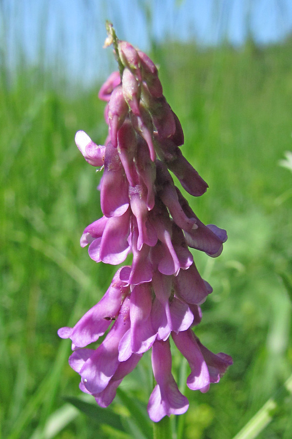 Image of Vicia tenuifolia specimen.