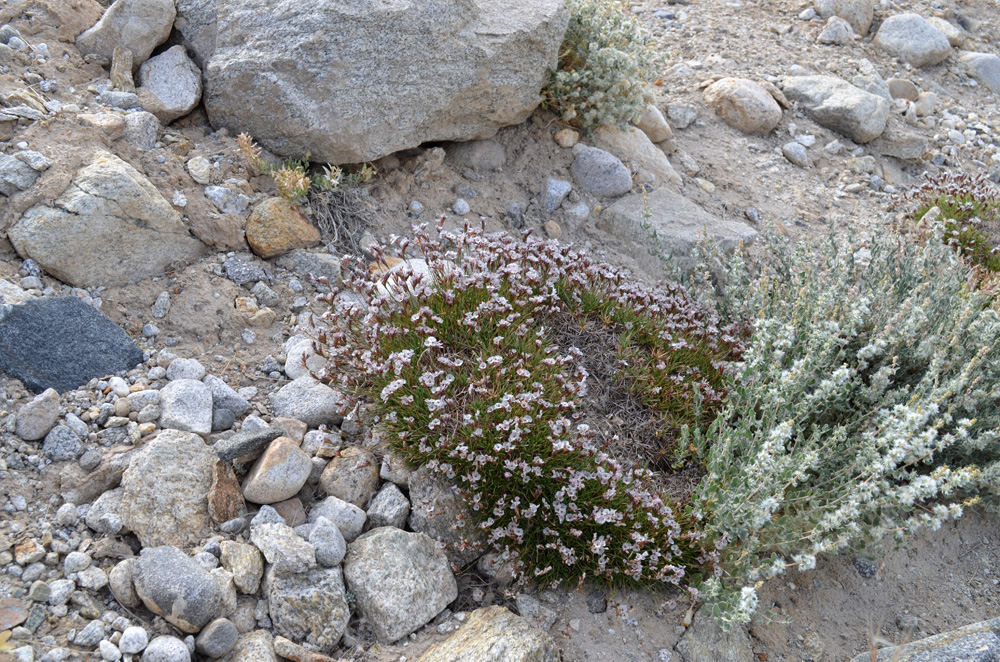 Image of Acantholimon pamiricum specimen.