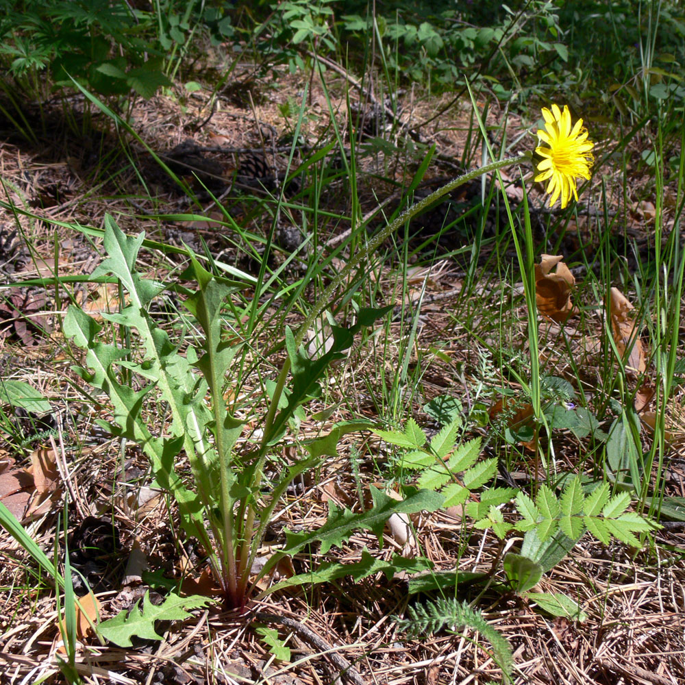 Image of Taraxacum marklundii specimen.