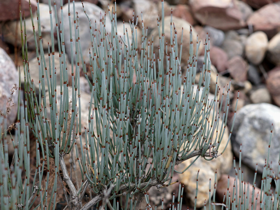 Image of Ephedra intermedia specimen.
