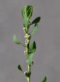 Polygonum aviculare