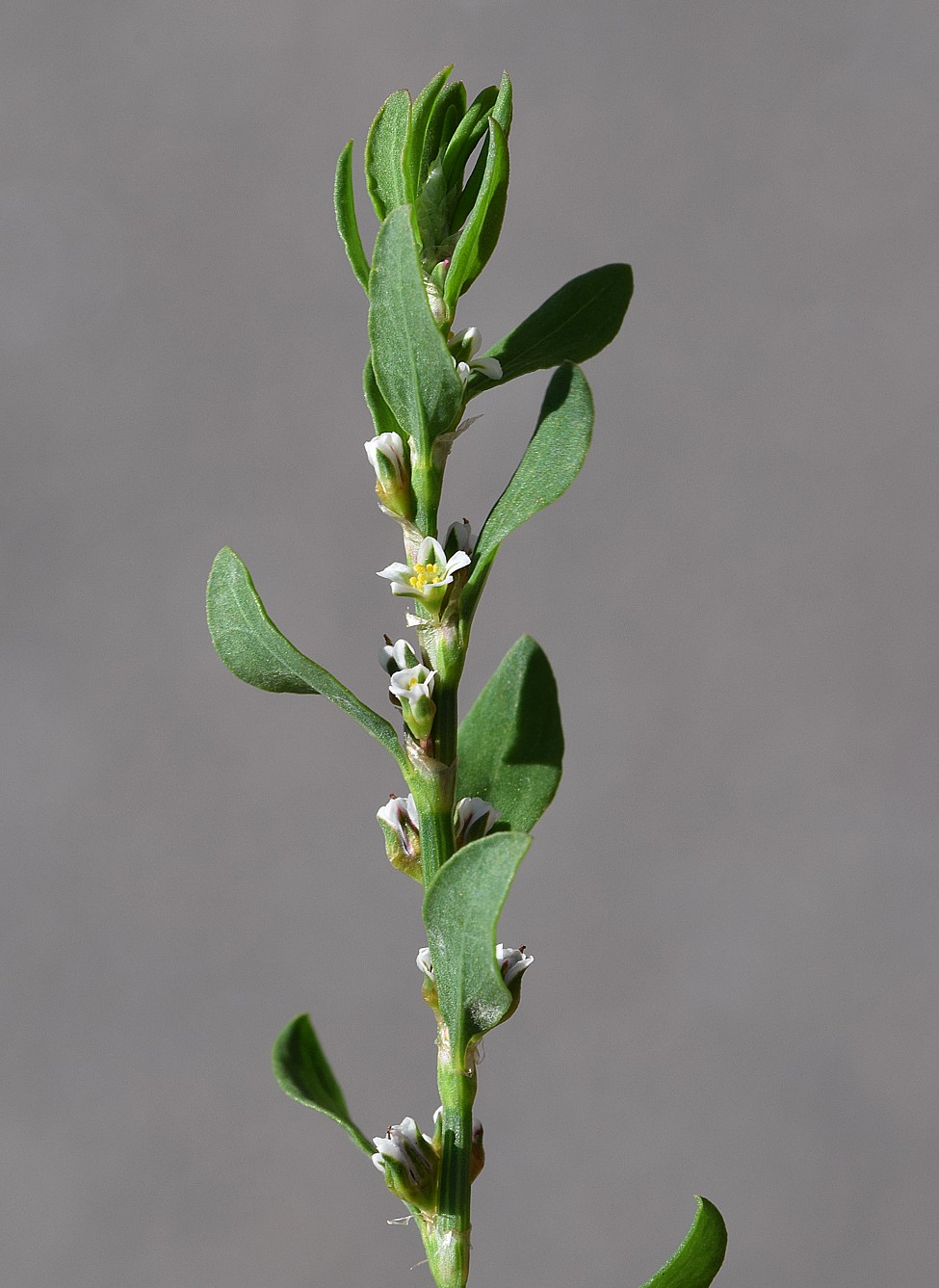 Image of Polygonum aviculare specimen.