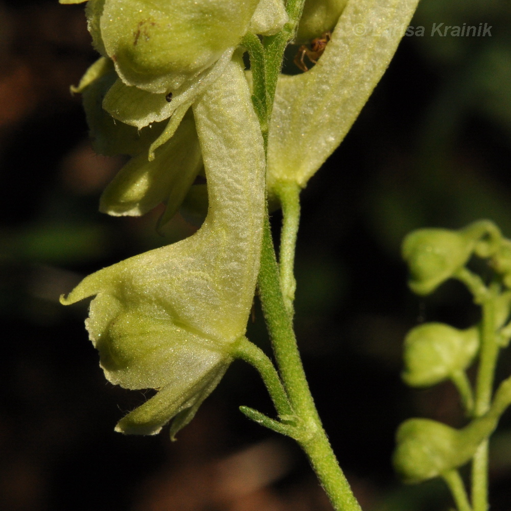 Изображение особи Aconitum kirinense.