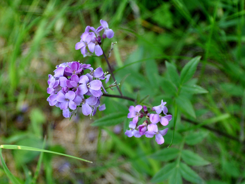 Image of Cardamine macrophylla specimen.