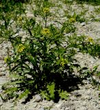 Erysimum repandum