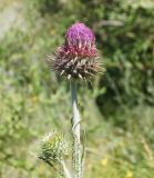 Carduus thoermeri