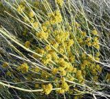 Ephedra equisetina
