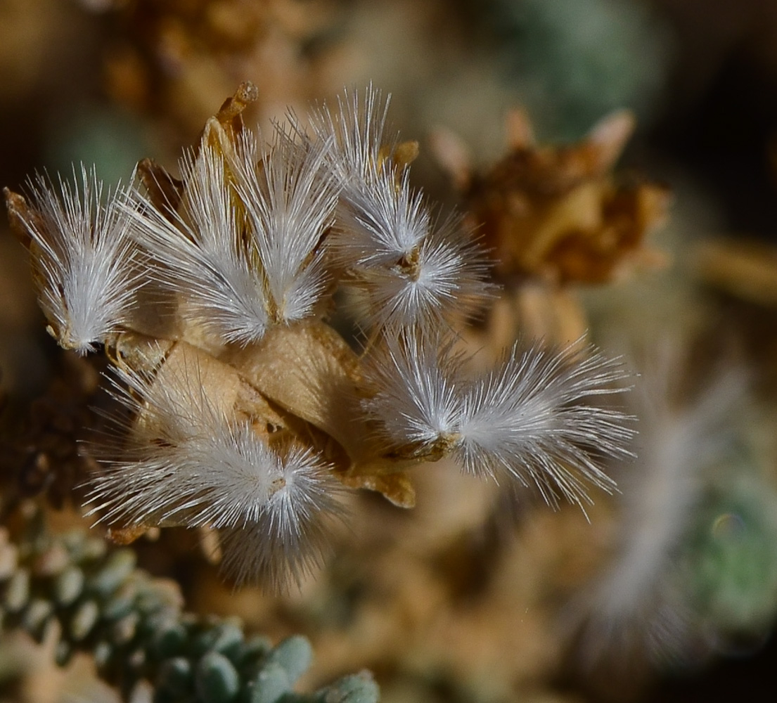 Image of Reaumuria hirtella specimen.