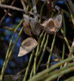 Hakea chordophylla