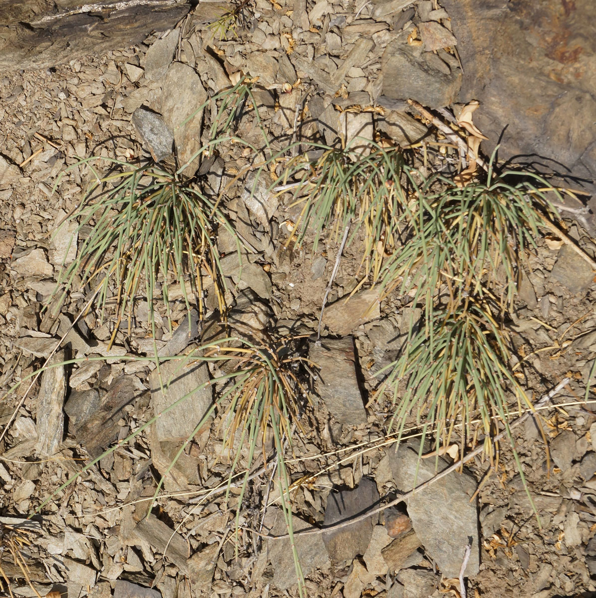 Image of Ephedra dahurica specimen.