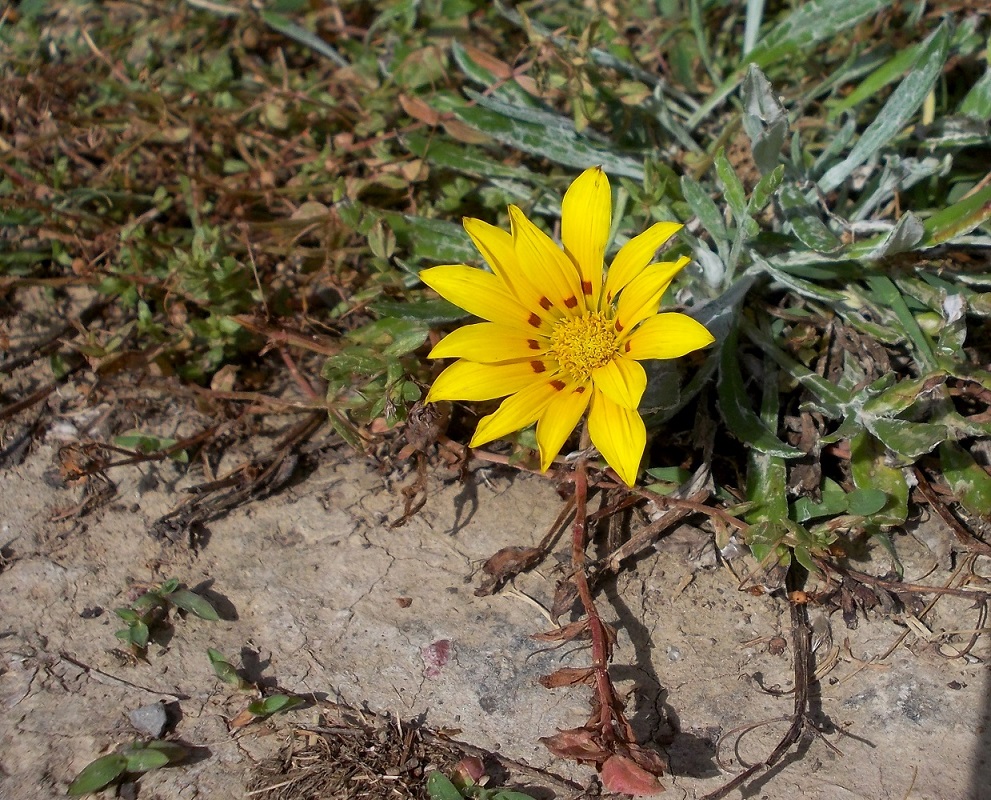 Image of genus Gazania specimen.