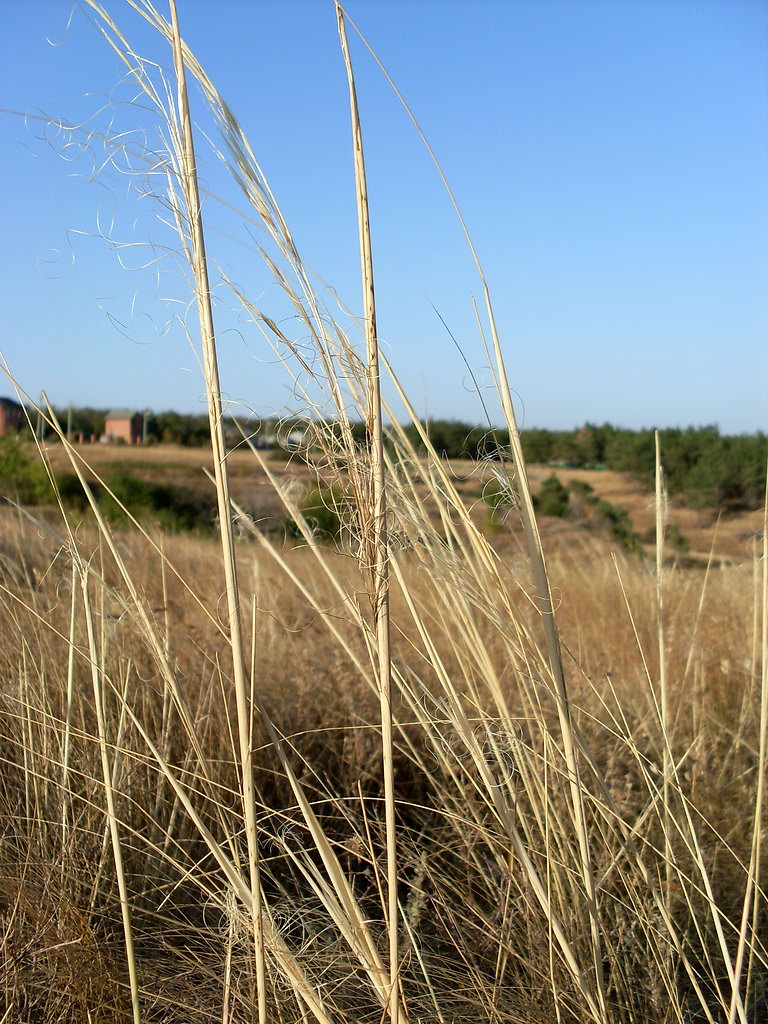 Изображение особи Stipa capillata.