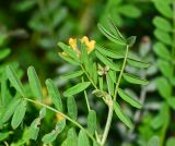 Hippocrepis multisiliquosa
