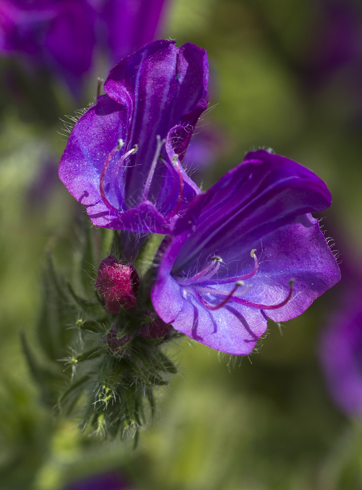 Изображение особи Echium plantagineum.