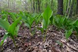 Convallaria majalis