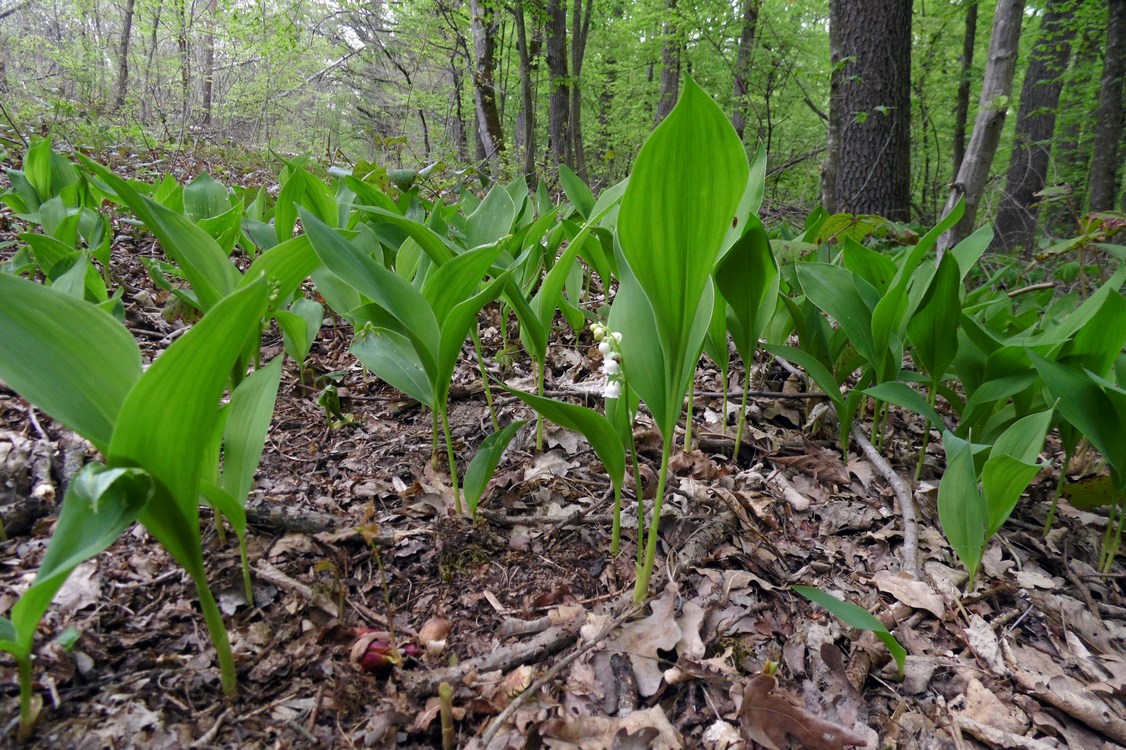 Изображение особи Convallaria majalis.